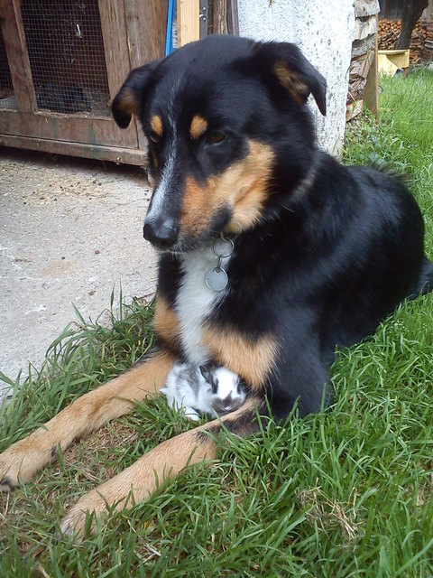 Hund Rocky wie er aus ein Baby-Hasi aufpasst
