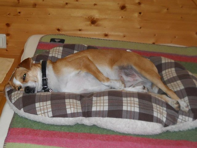 "Loss mi, i bi miad" - mei "Couchpotato" Ginger