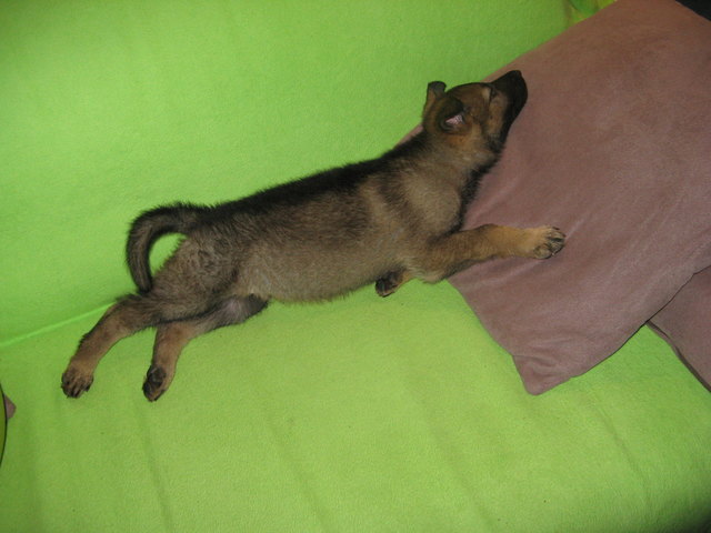 Man ist das Leben anstrengend, jetzt brauch ich mal ne Pause!