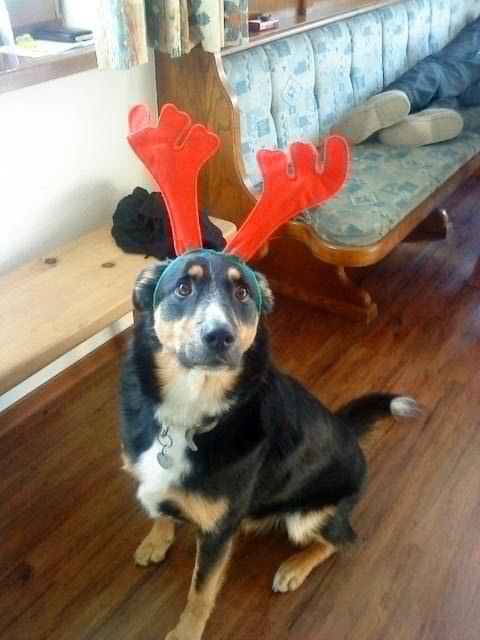 Rocky - macht jeden Spass mit- i love him