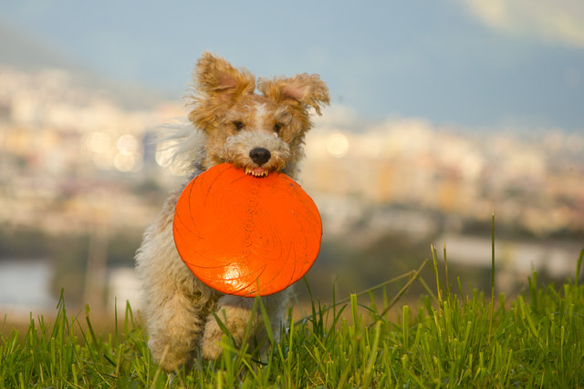 Alfi-sport-ich habs wieder das frisbee