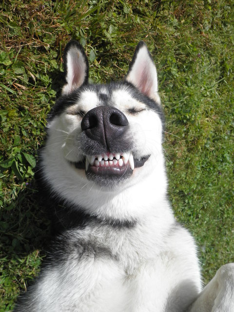 heute schon gelacht :)