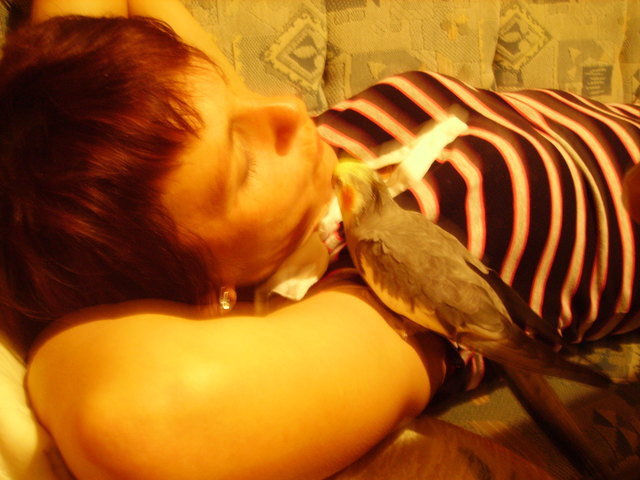 Vogel Burli beim schmusen