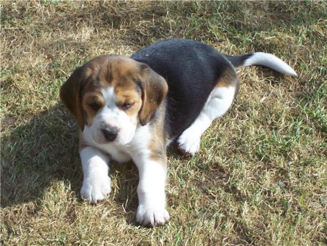 NOCH ganz brav für die Kamera, aber wehe der Blick ist nicht mehr auf mich gerichtet!