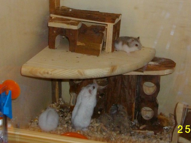 Hamster Krümel bei das was er am liebsten macht-NAGEN