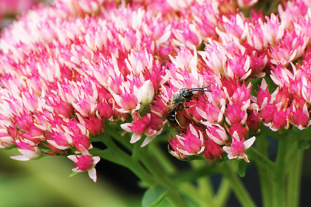Blattschneiderbiene (Megachile centuncularis) auf Fette Henne (Sedum spectabile)