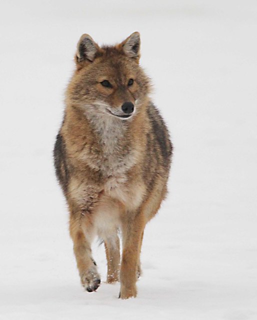 Goldschakale sind wolfsähnliche Tiere, gelten aber als ungefährlich für den Menschen.