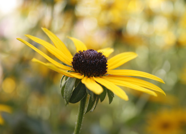 Das weiche Herbstlicht lässt die Blumen in meinem Garten schon fast golden schimmern.