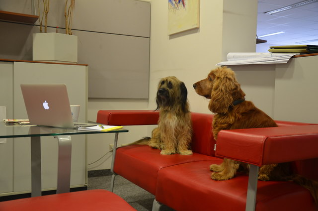 Diego und Buddy bei der Arbeit