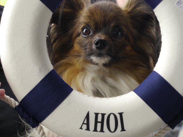 Liebe Leute, wenn wir gewinnen, wūrden wir gerne den Jahresvorrat ans Tierheim spenden!!