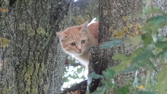 Am Baum fühlt es sich sicher...