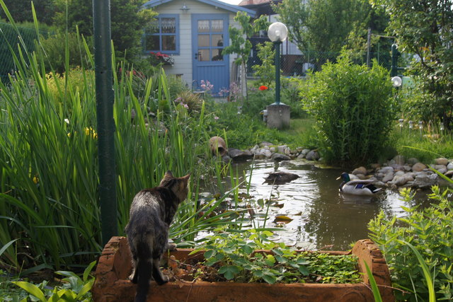 Unsere Hauskatze Schnurli, hat das wohl außergewöhnlichste Hobby - sie spielt so gern in unserem Garten mit Teich und  dem Entenpaar- jedes Jahr dieselben- ein entzückendes Miteinander