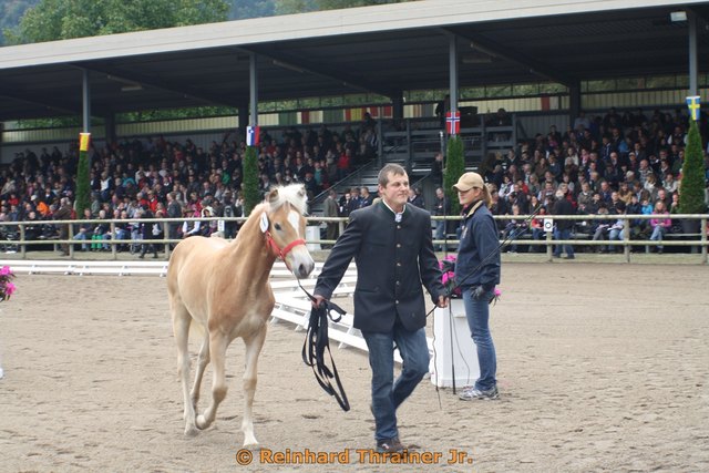 Das Haflinger Stutfohlen bescherte seinem stolzen Züchter Georg Müssiggang aus Thaur sage und schreibe €15.000.00... Gratuliere...