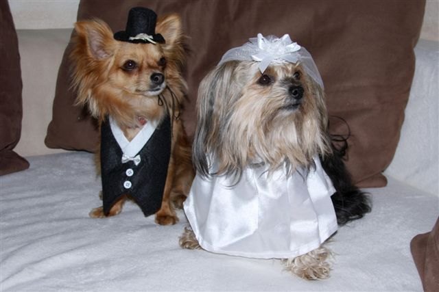 die Traumhundehochzeit 2012 Sammy und Puppi