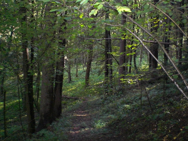 Waldspaziergang in Mattersdorf