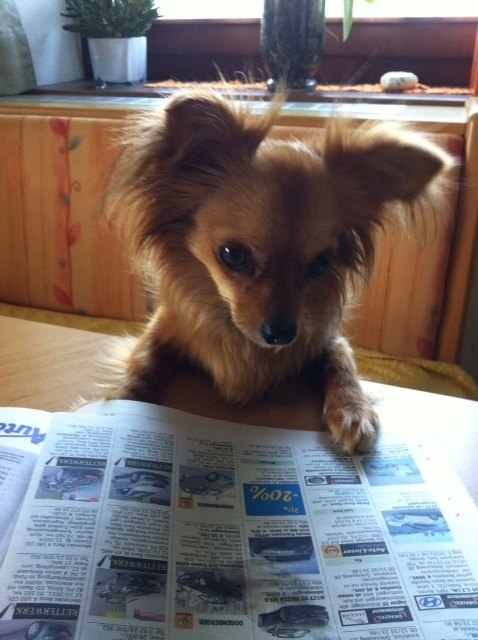 Auch unser Hund Sammy liest gerne die Bezirksblätter