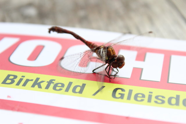 Sogar Libellen fliegen auf die WOCHE - wie in diesem gelungenen Schnappschuss von Andreas P. Tauser aus Weiz.