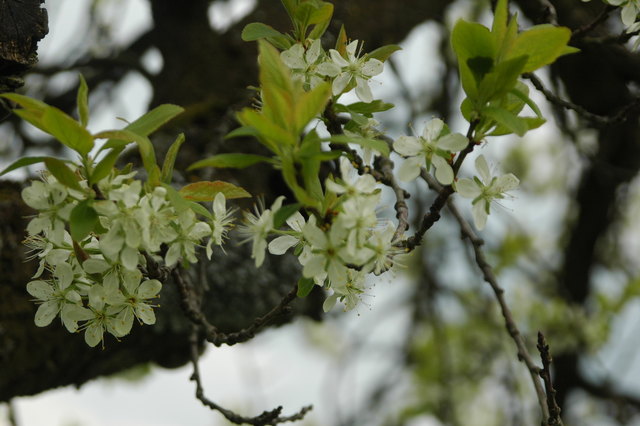 Viele Obstbaumblüten will das Land sehen und fördert den Kauf von Bäumen.