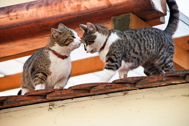 Das Wohlergehen der Katzen liegt dem Oberkärntner Tierschutzverein "Tatzenhilfe" sehr am Herzen