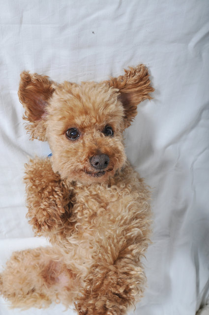 Billy ein echter Sport-Pudel beim relaxen auf der Couch :-)