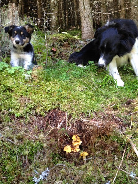 Ajax versucht seiner kleinen Schwester Biggles die "richtigen" Schwammerln zu zeigen...