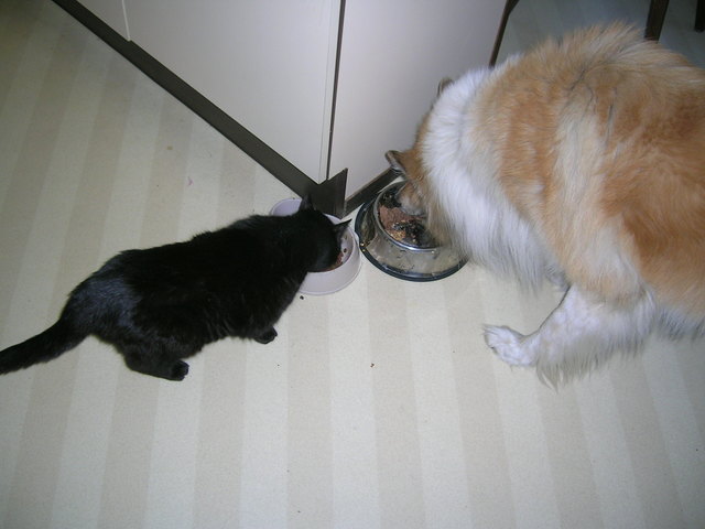 wer sagt, das Hund und Katz sich nicht mögen?