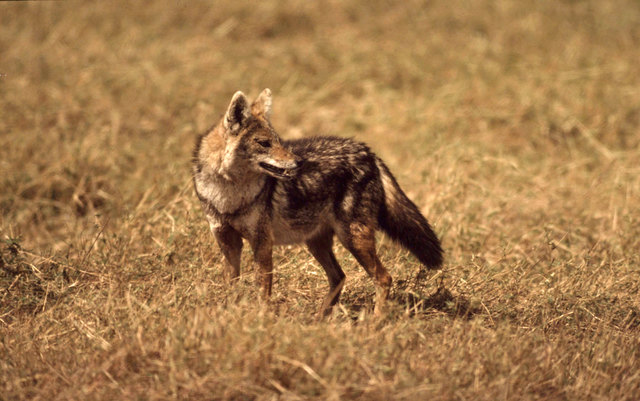 Goldschakale sind wolfsähnliche, scheue Tiere, die sich von Kleintieren ernähren.