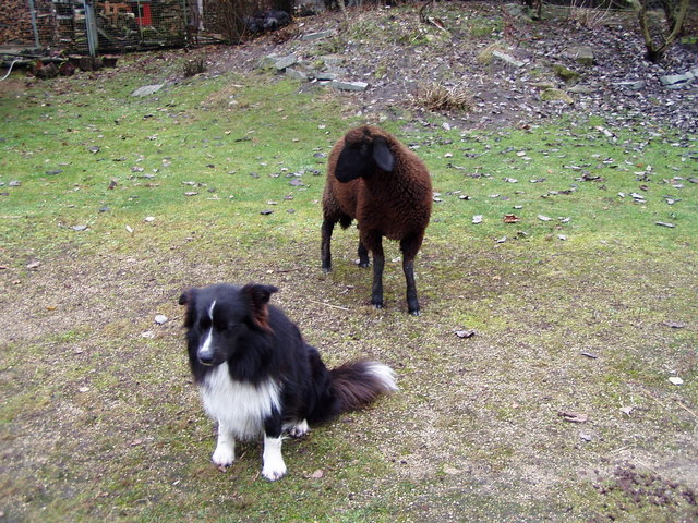 Nun will der Hütehund aber nicht mehr auf "Schneeflocke" aufpassen....