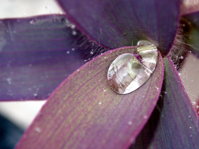 Tropfen am Blatt einer Wasserlilie