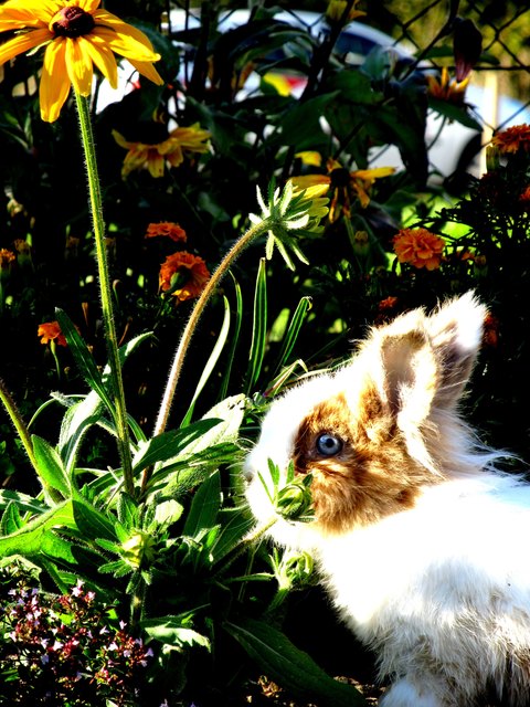 „Mmmhhh lecka, das ist ein toller Herbst, Sonnenhut als Nachspeise.“