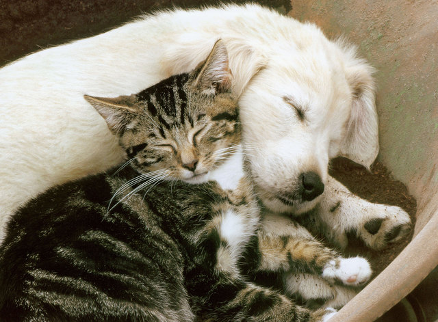 Im Babyalter ist die Gewöhnung von Hund und Katz am leichtesten, denn wird die unterschiedliche Sprache leichter erlernt.