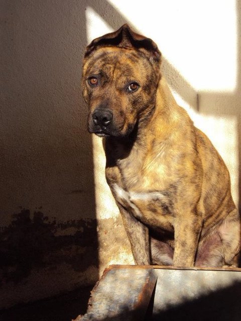 Dieser hübsche Hund wird vermisst, wer ihn sieht, soll die Besitzerin unter 0664 533 51 66 anrufen.