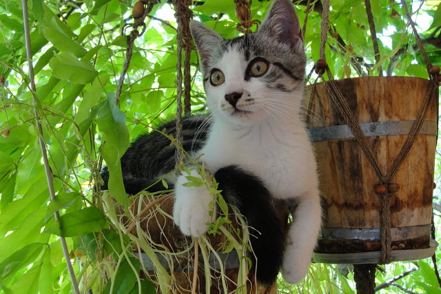 Unsere "Mia"-Blume in Hängeampel...