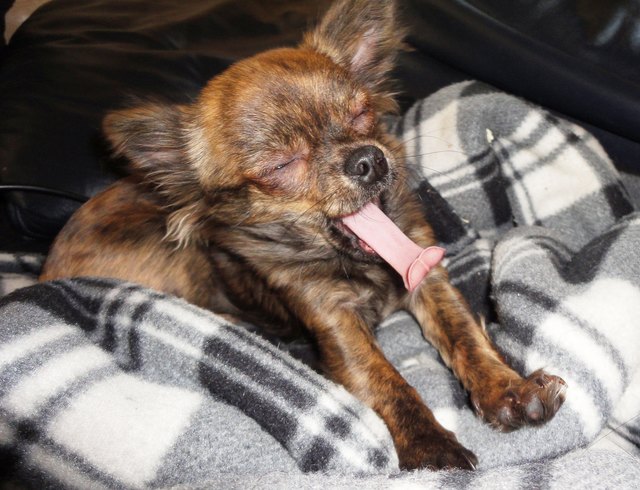 Mein CHICHA! (Chihuahua/Chamäleon-Mix) Bambi