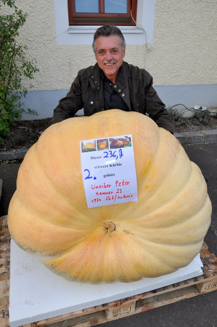 Peter Lineckers Kürbis sieht zwar riesig aus, zum Kürbiskaiser fehlten dennoch 35,7 Kilogramm.