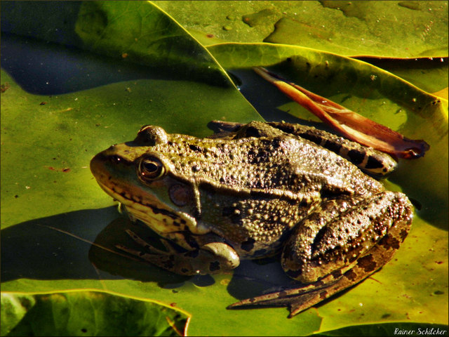 Frosch auf einem Seerosenblatt in einem Zierbrunnen