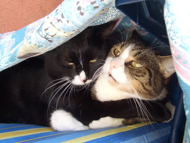 Unsere tolle Katers Leo und Kimi...