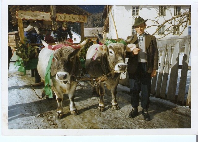 Eines der letzten Ochsengspann ca. 1960 aus Tarrenz