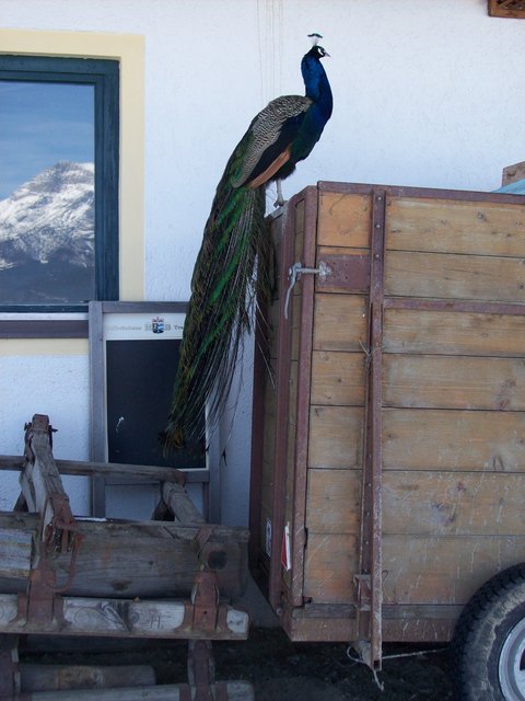 Ein stolzer Pfau