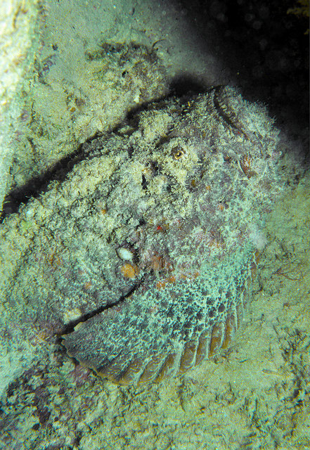 Bei diesem Steinfisch, aufgenommen auf den Seychellen, zeichnet sich die Fischgestalt deutlich ab, aber auch nur, weil ich ihn für das Foto vorsichtig - nicht mit bloßer Hand - aus seiner Position gestupst habe.