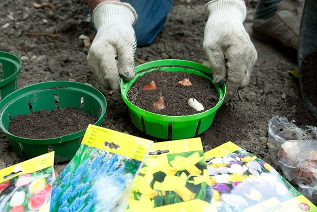 Bis spätestens Ende Oktober kommen die Knollen von Frühblühern wie Krokussen, Tulpen und Narzissen in die Erde.