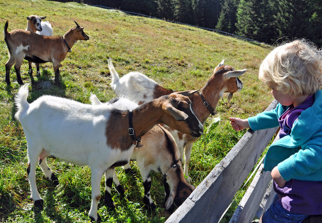 Die sonst so scheuen Ziegen lassen sich gerne aus jüngsten Händen mit saftigem Grün füttern! Foto (c) Skamen