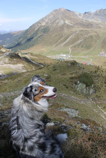 Die Berge sind mir zu Pfoten!