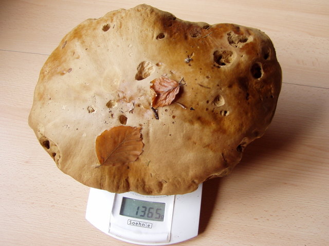 Dieses Prachtexemplar von Pilz habe ich heute gefunden. Wenn er nicht schon so "überreif" wäre, hätte eine kleine Familie schon ein Abendessen....