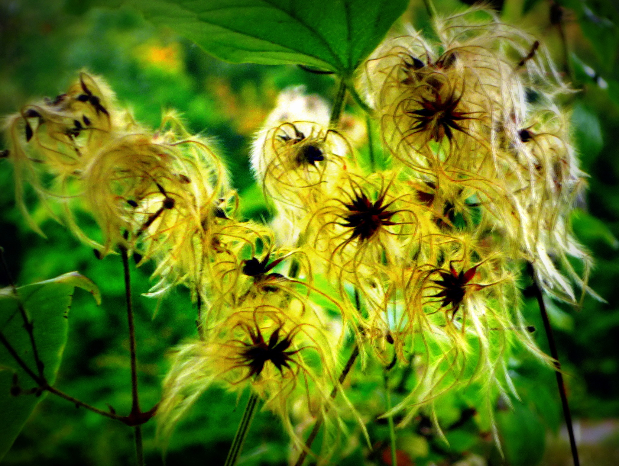 Gewöhnliche Waldrebe Villach