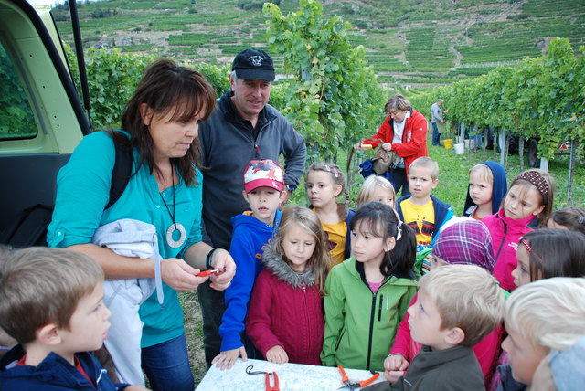 Lehrerin Marianne Matschi führt mit Winzer Fink in die Lesetechnik ein. | Foto: Schachenhofer