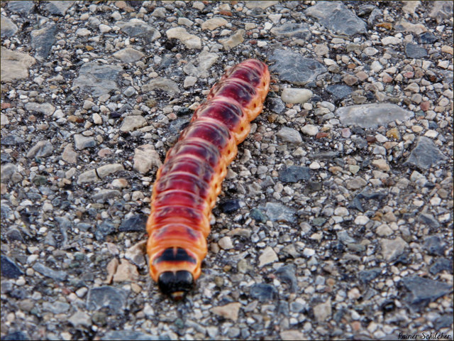 Diese Raupe eines Weidenbohrers sah ich am Treppelweg entlang der Donau auf der Höhe der Nordbrücke