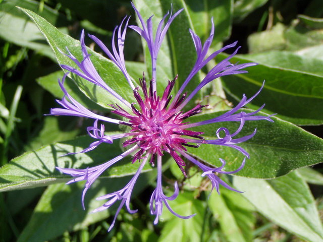 Ich hab jede Menge davon, keine Ahnung, wie sie heißen...