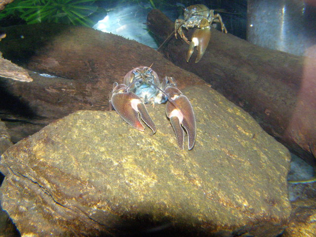 Unterwasserreich in Schrems / Waldviertel