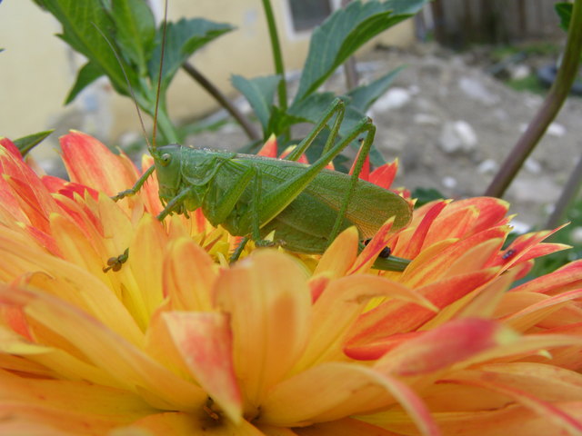 Dieses Prachtexemplar wird noch den Wintereinbruch verpennen....